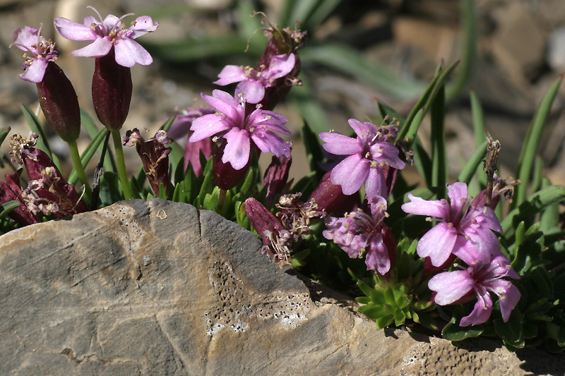 Silene acaulis subsp. cenisia / Silene acaule del Moncenisio